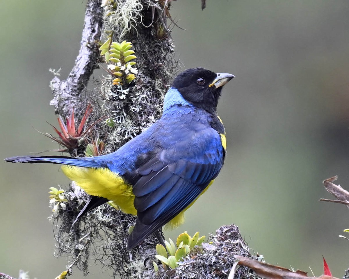 Hooded Mountain Tanager - ML613138200