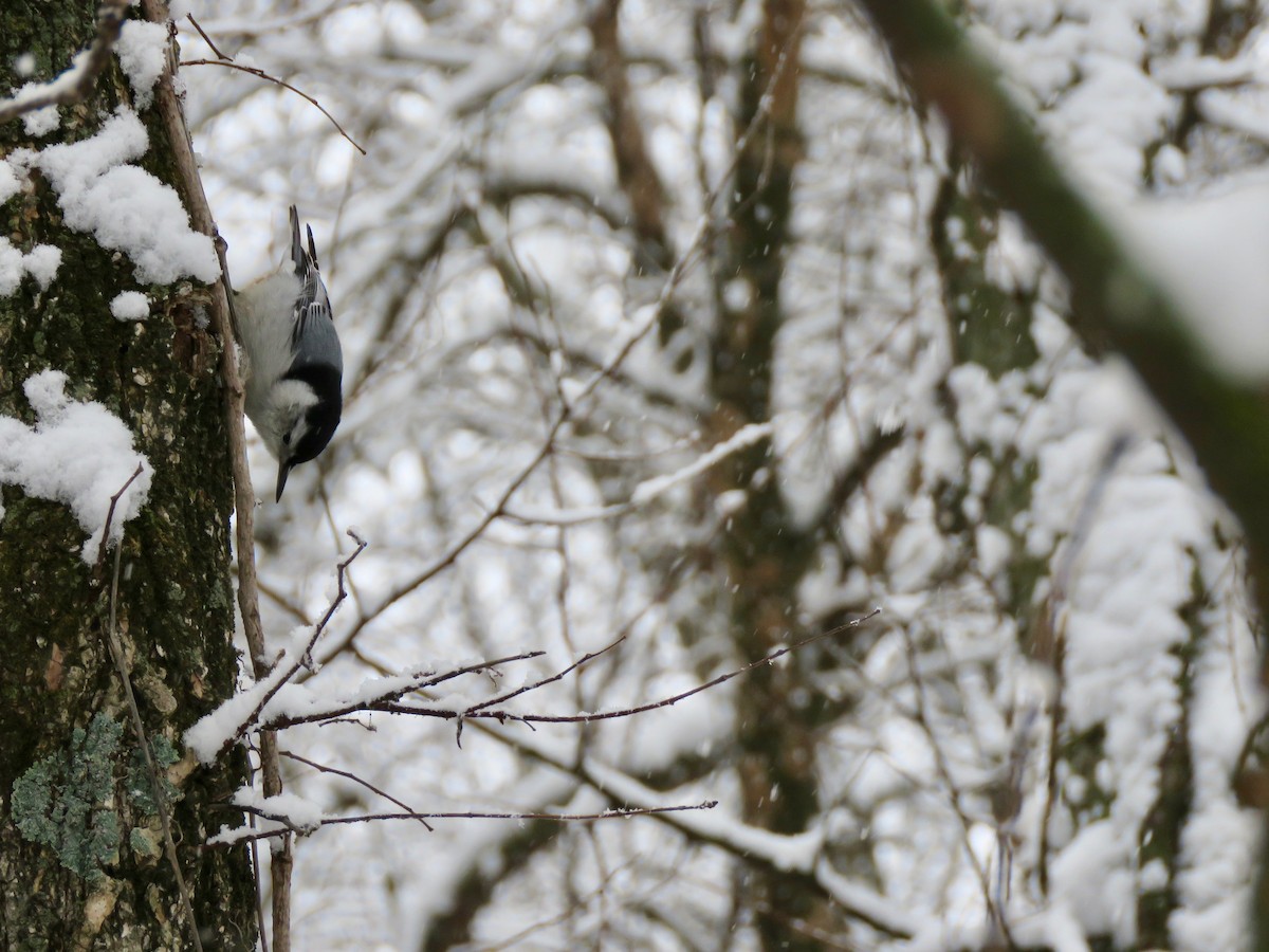 White-breasted Nuthatch - ML613138302