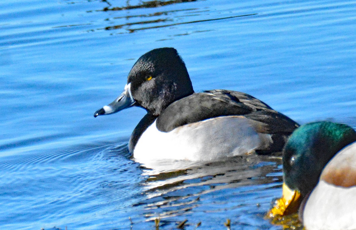 Ring-necked Duck - ML613138352