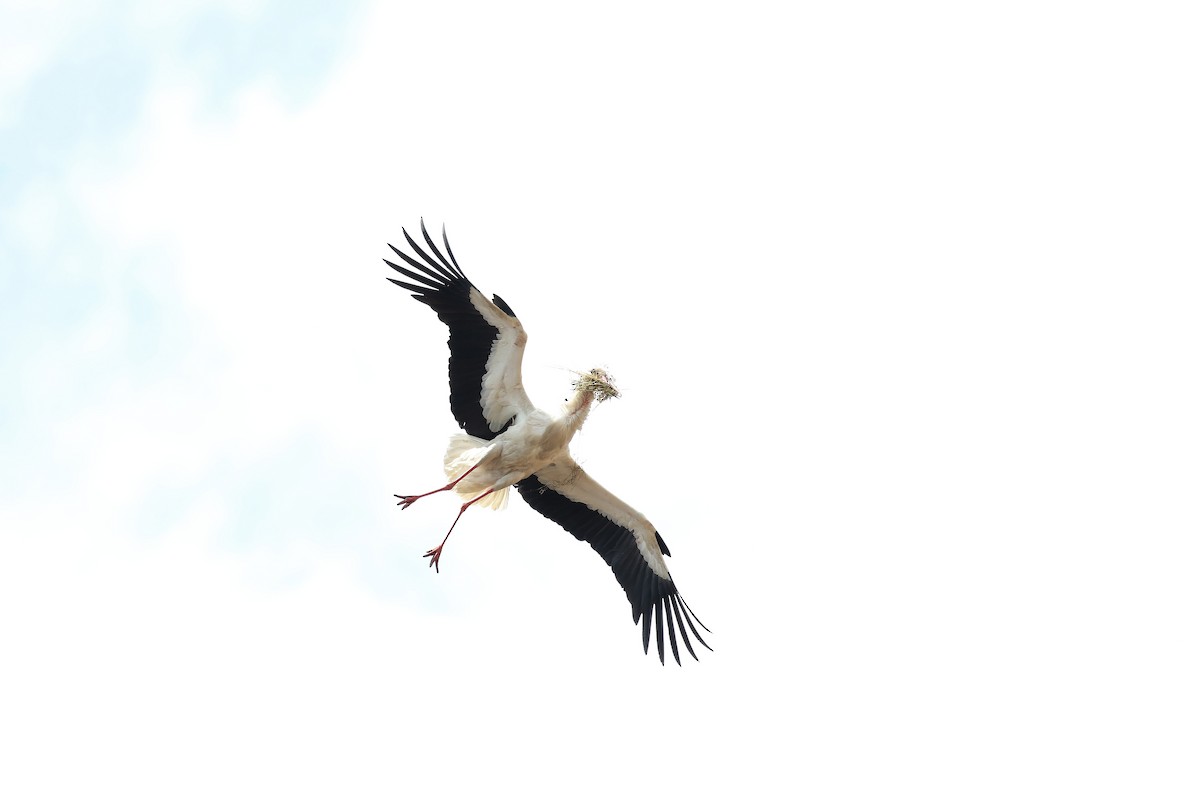 White Stork - ML613138500