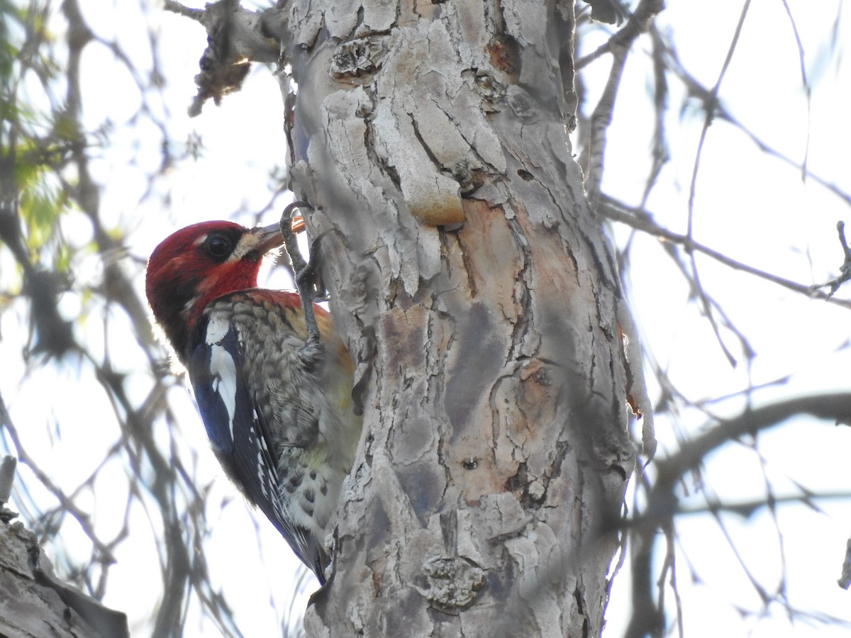 Red-breasted Sapsucker - ML613138573