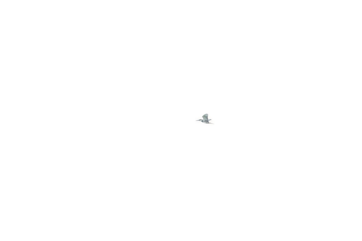 Amazon Kingfisher - ML613138586