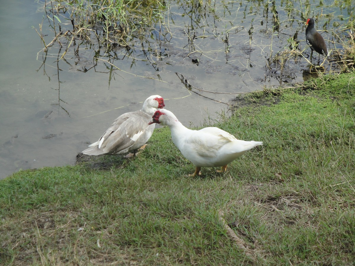 Muscovy Duck (Domestic type) - Hector C. Cruzado