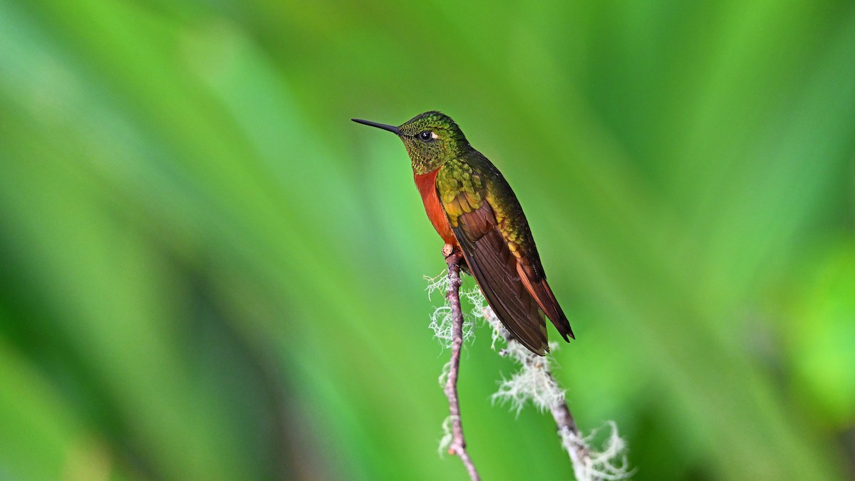 kolibřík peruánský - ML613138661