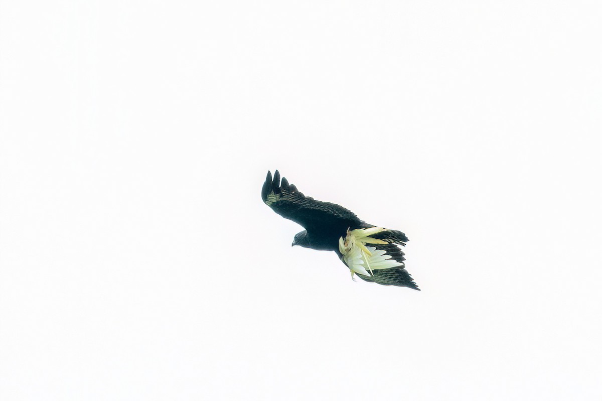 Short-tailed Hawk - Marcos Eugênio Birding Guide
