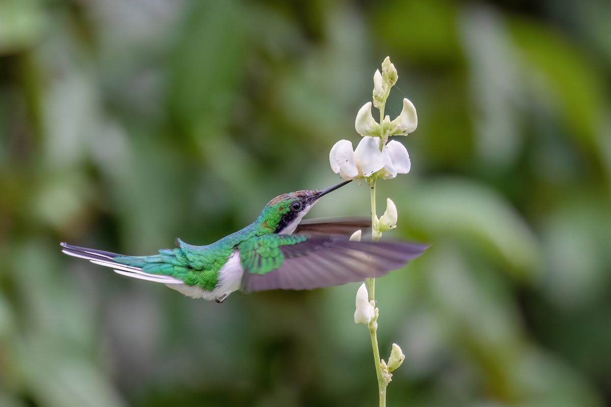 kolibřík černouchý - ML613138714