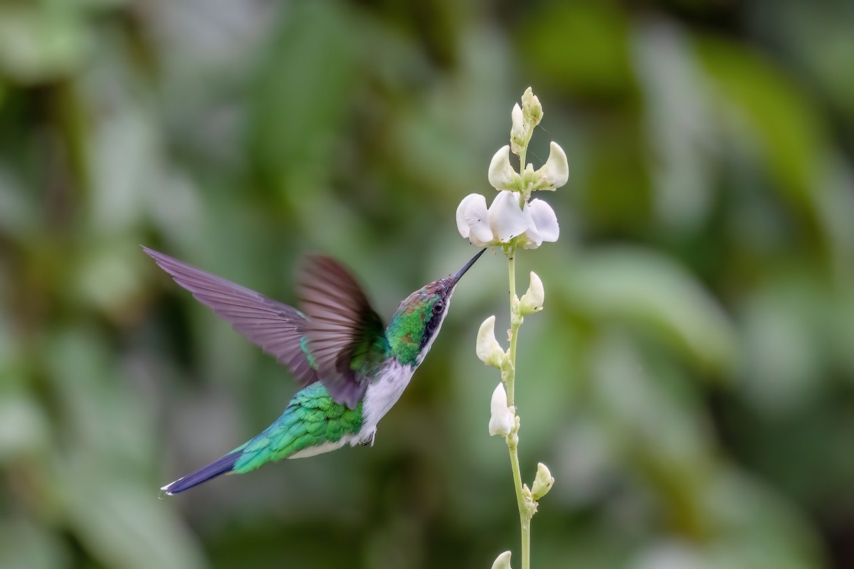 kolibřík černouchý - ML613138716