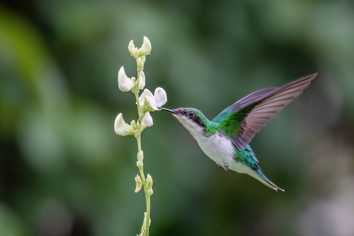 kolibřík černouchý - ML613138718