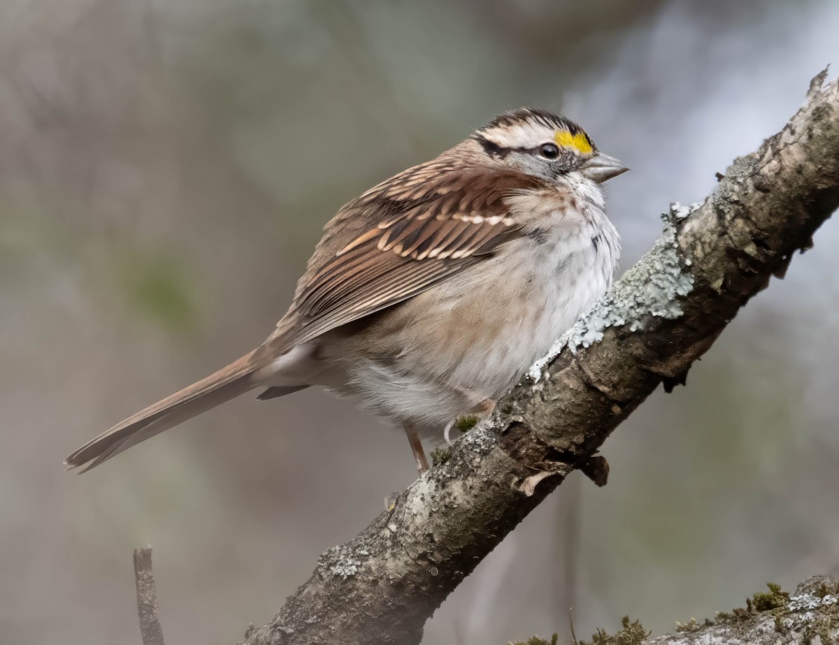 White-throated Sparrow - ML613138962