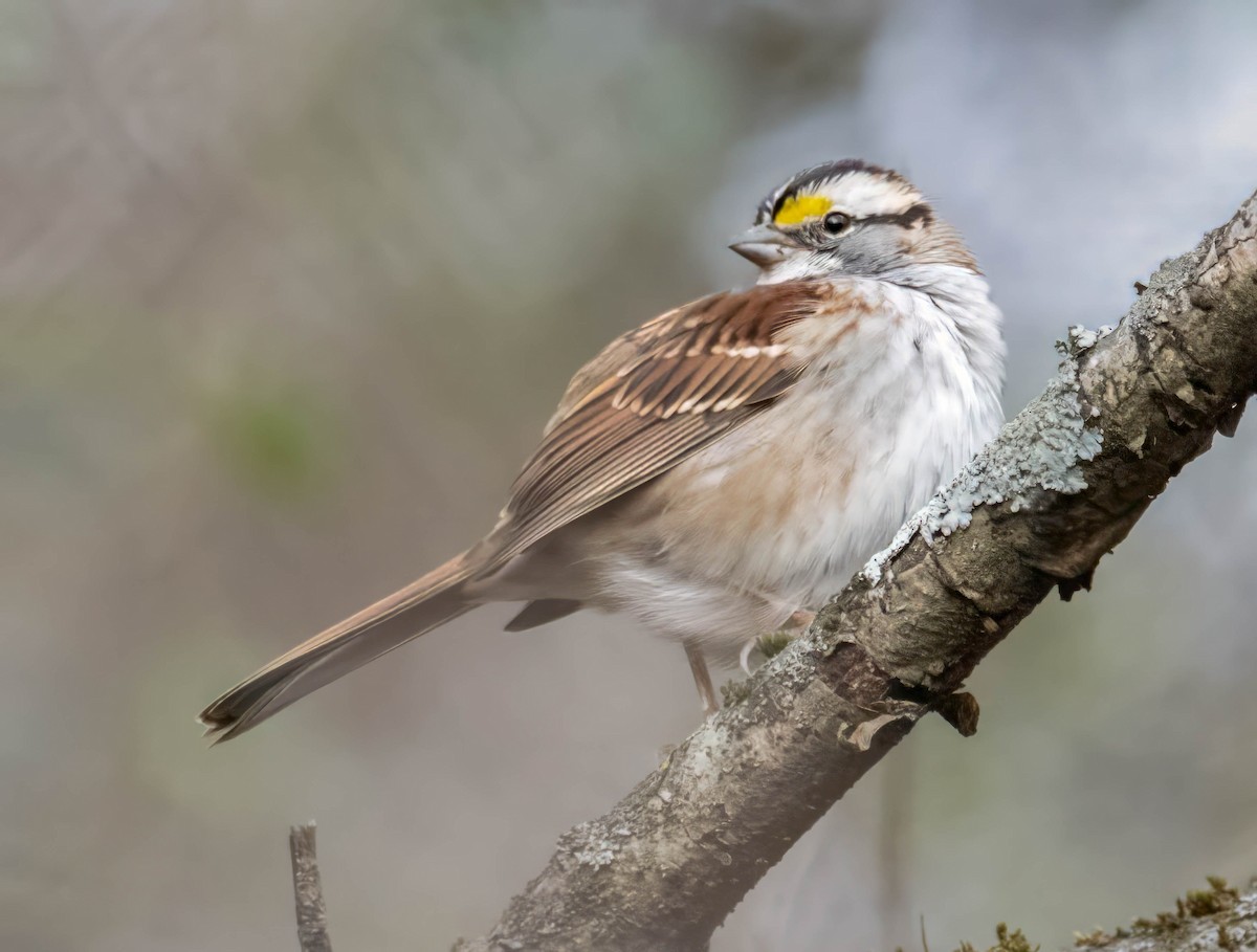 White-throated Sparrow - ML613138963