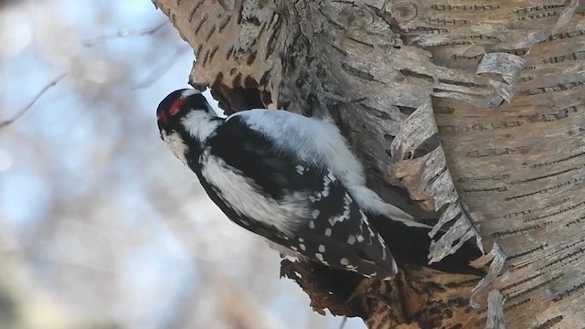 Hairy Woodpecker (Eastern) - ML613138997