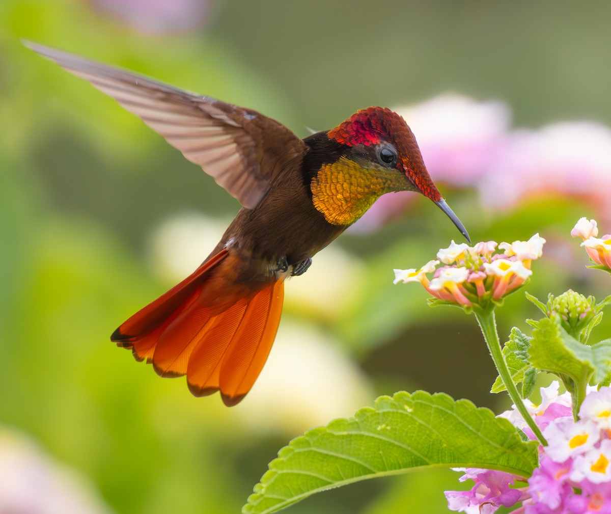 Ruby-topaz Hummingbird - ML613139064