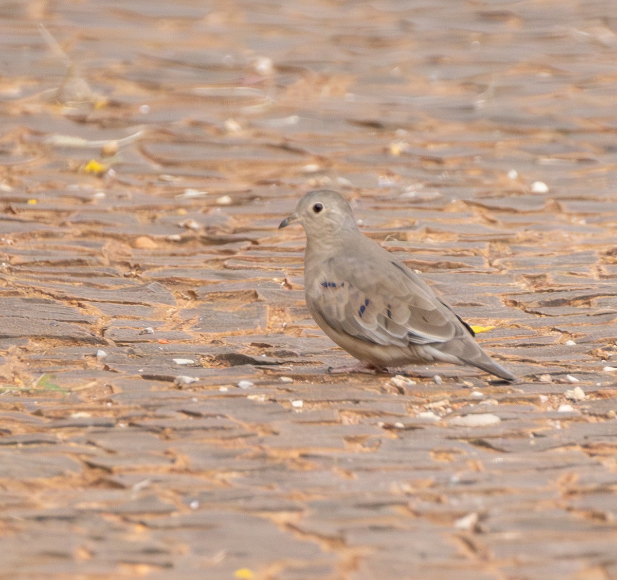 Plain-breasted Ground Dove - ML613139081