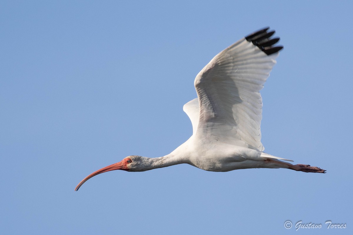 ibis bílý - ML613139180