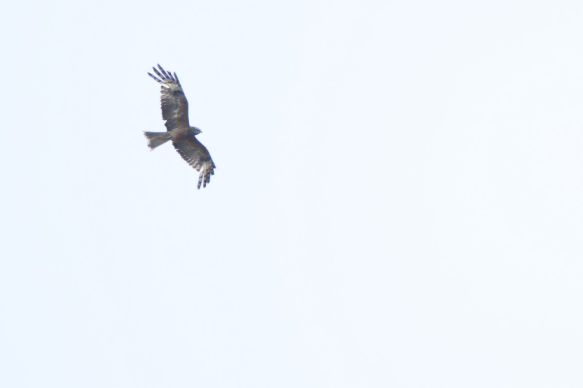 Square-tailed Kite - Adrian van der Stel