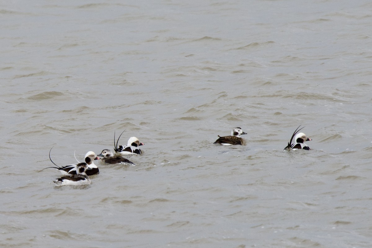 Long-tailed Duck - ML613139663