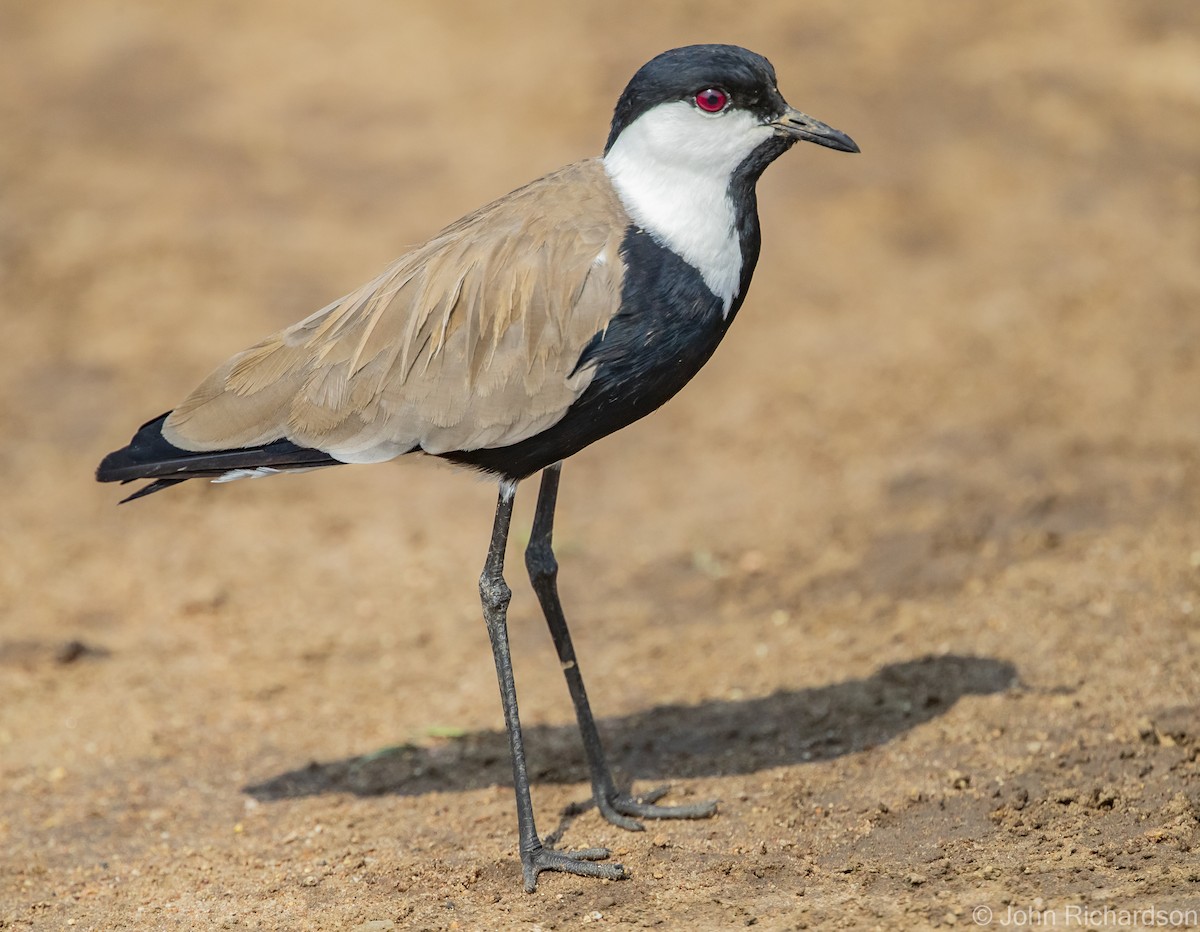 Spur-winged Lapwing - ML613139811