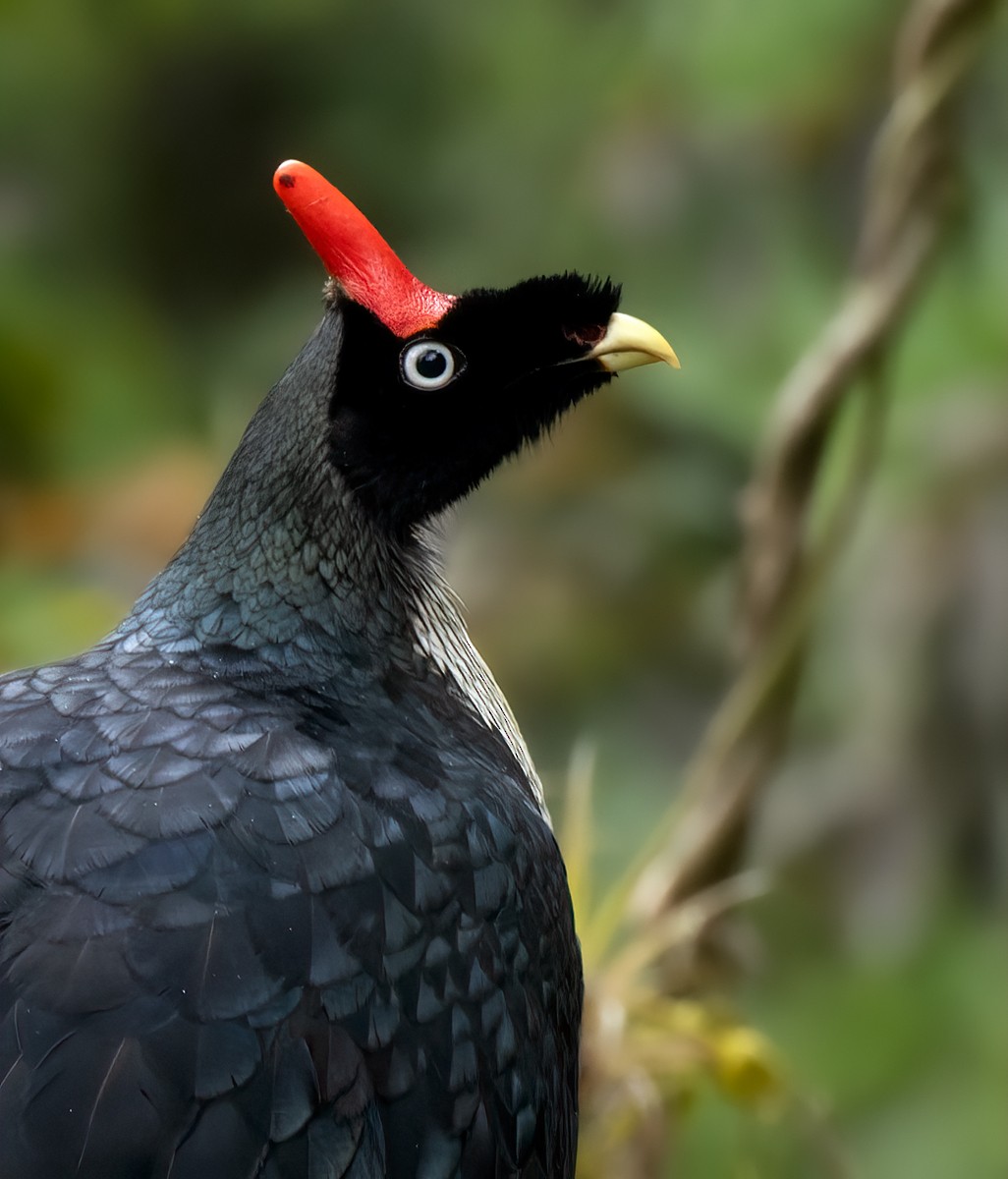 Horned Guan - Lars Petersson | My World of Bird Photography