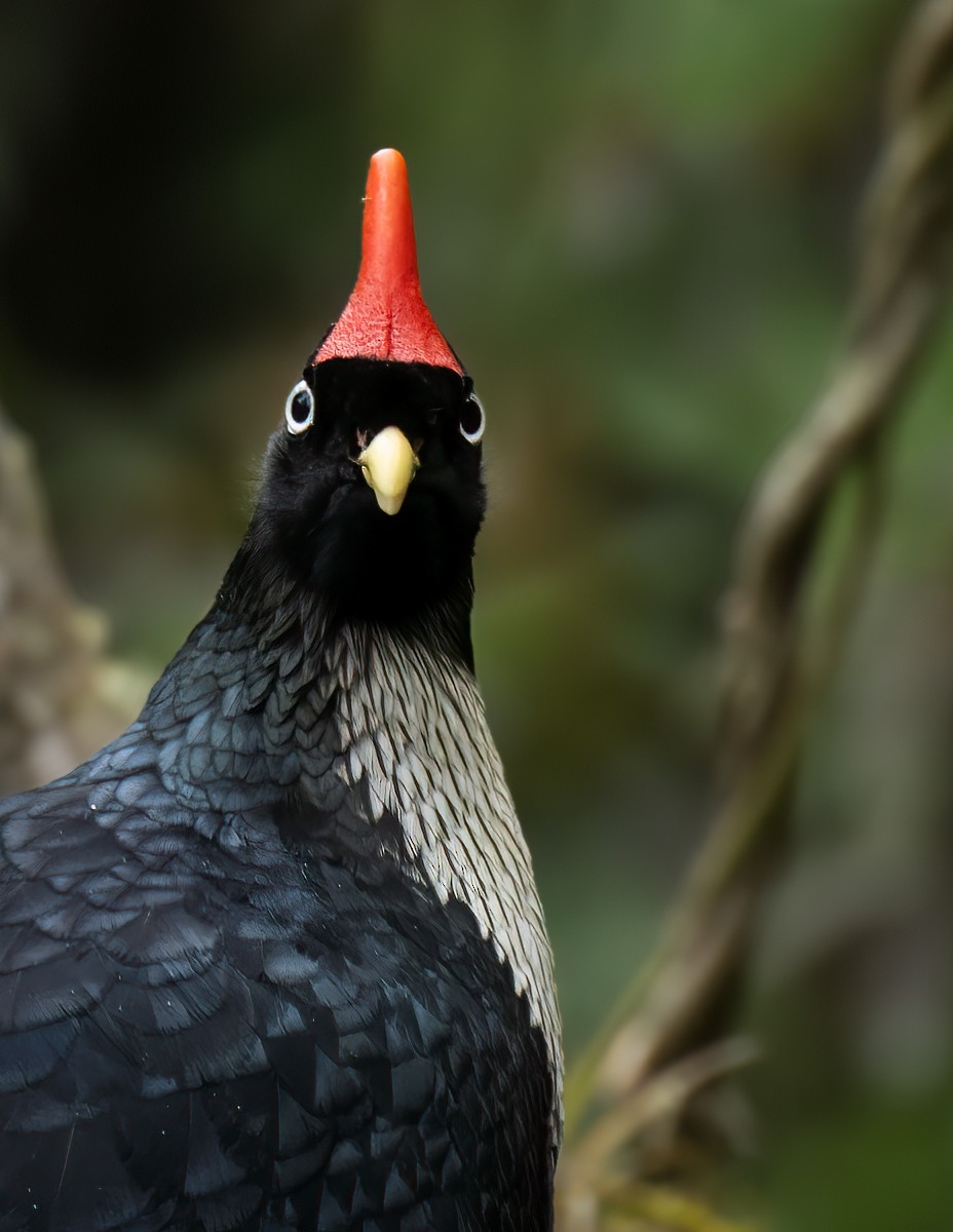 Horned Guan - Lars Petersson | My World of Bird Photography