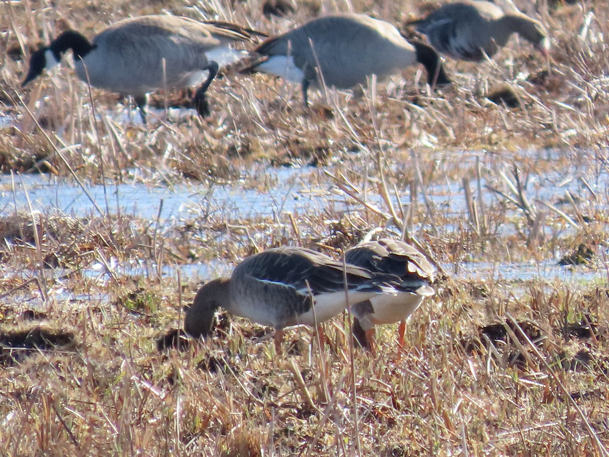 Greater White-fronted Goose - ML613139924