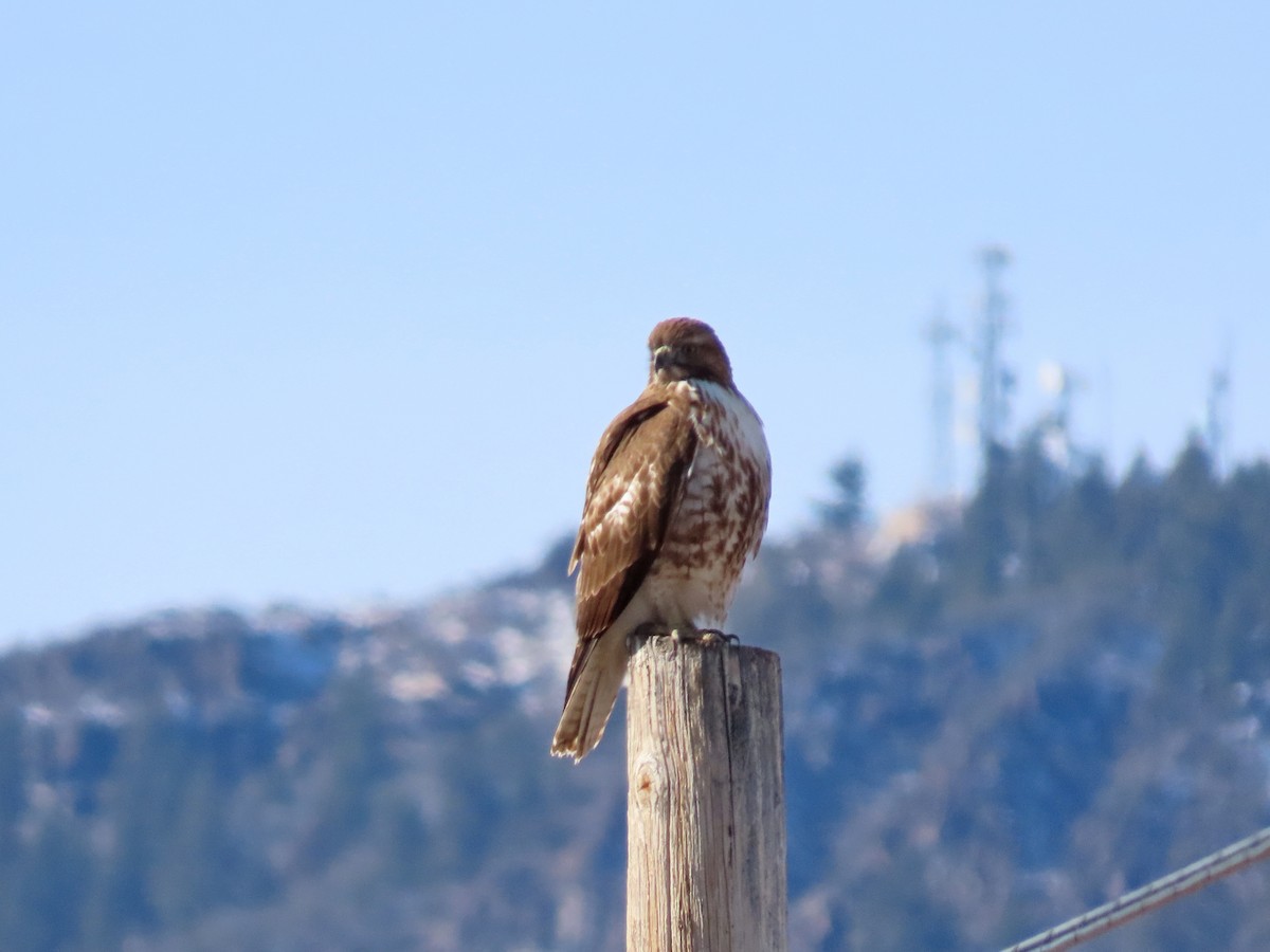 Red-tailed Hawk - ML613140016