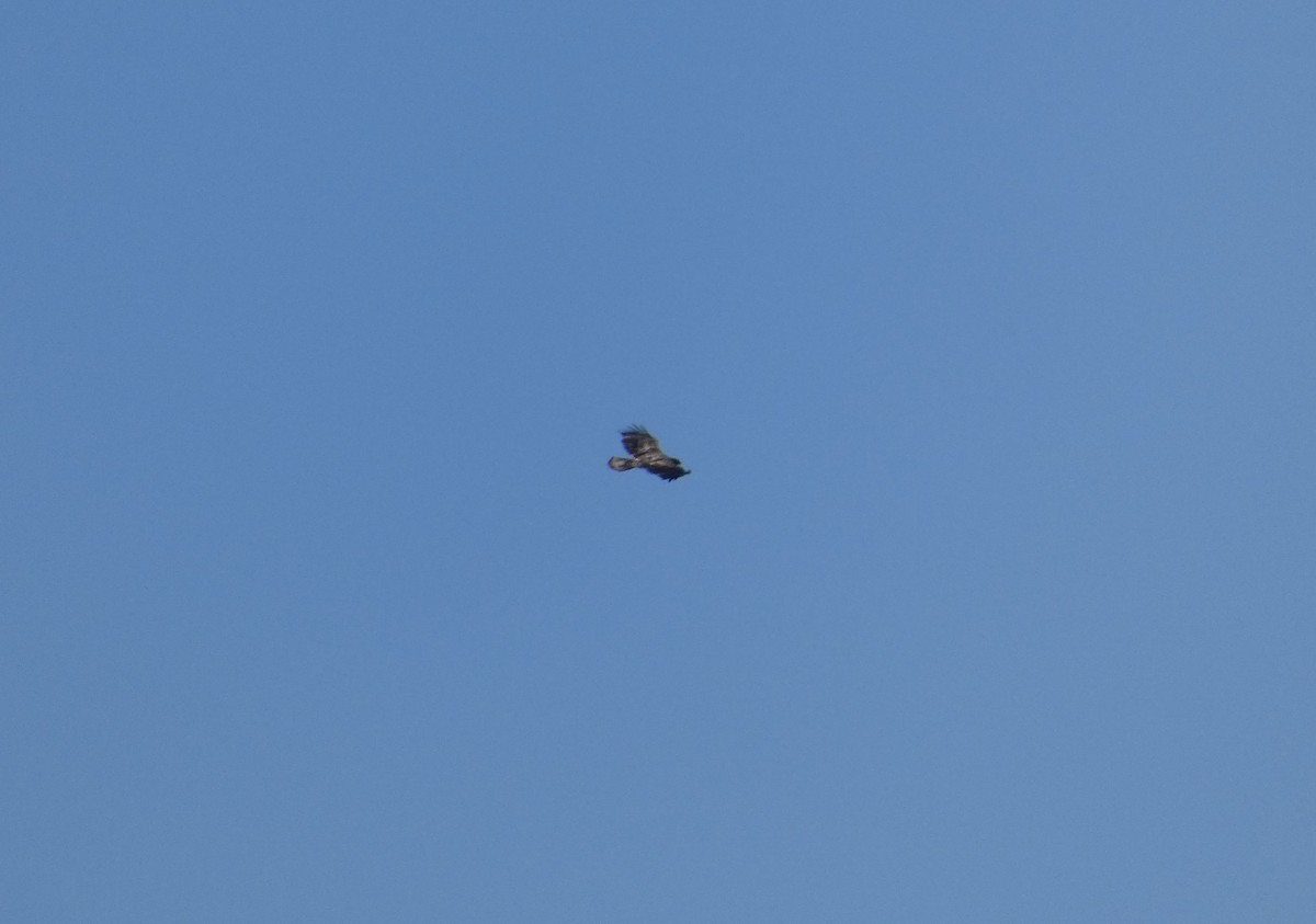 Белоголовый орлан - ML613140140