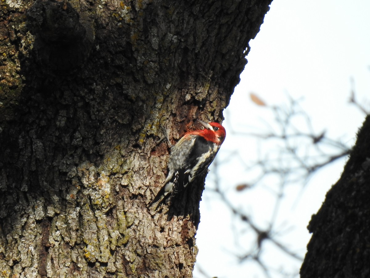 Red-breasted Sapsucker - ML613140481