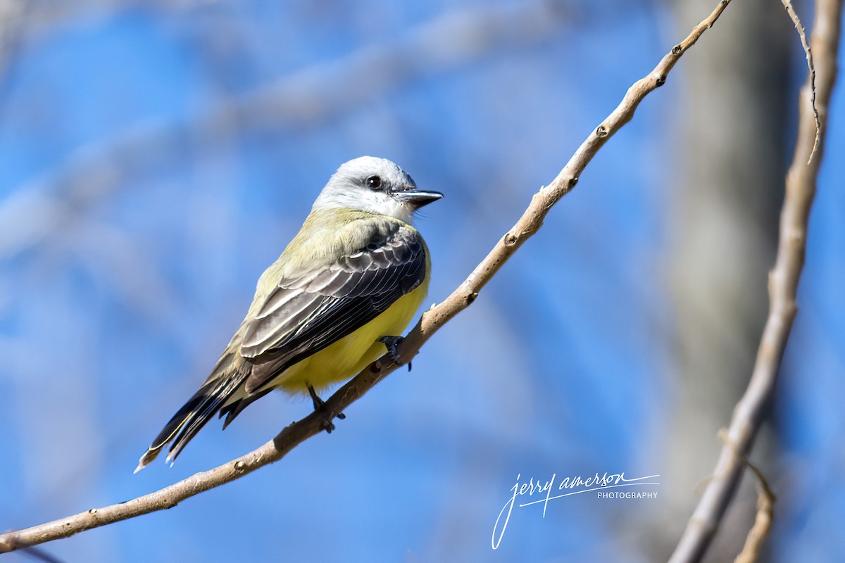 Couch's Kingbird - jerry amerson