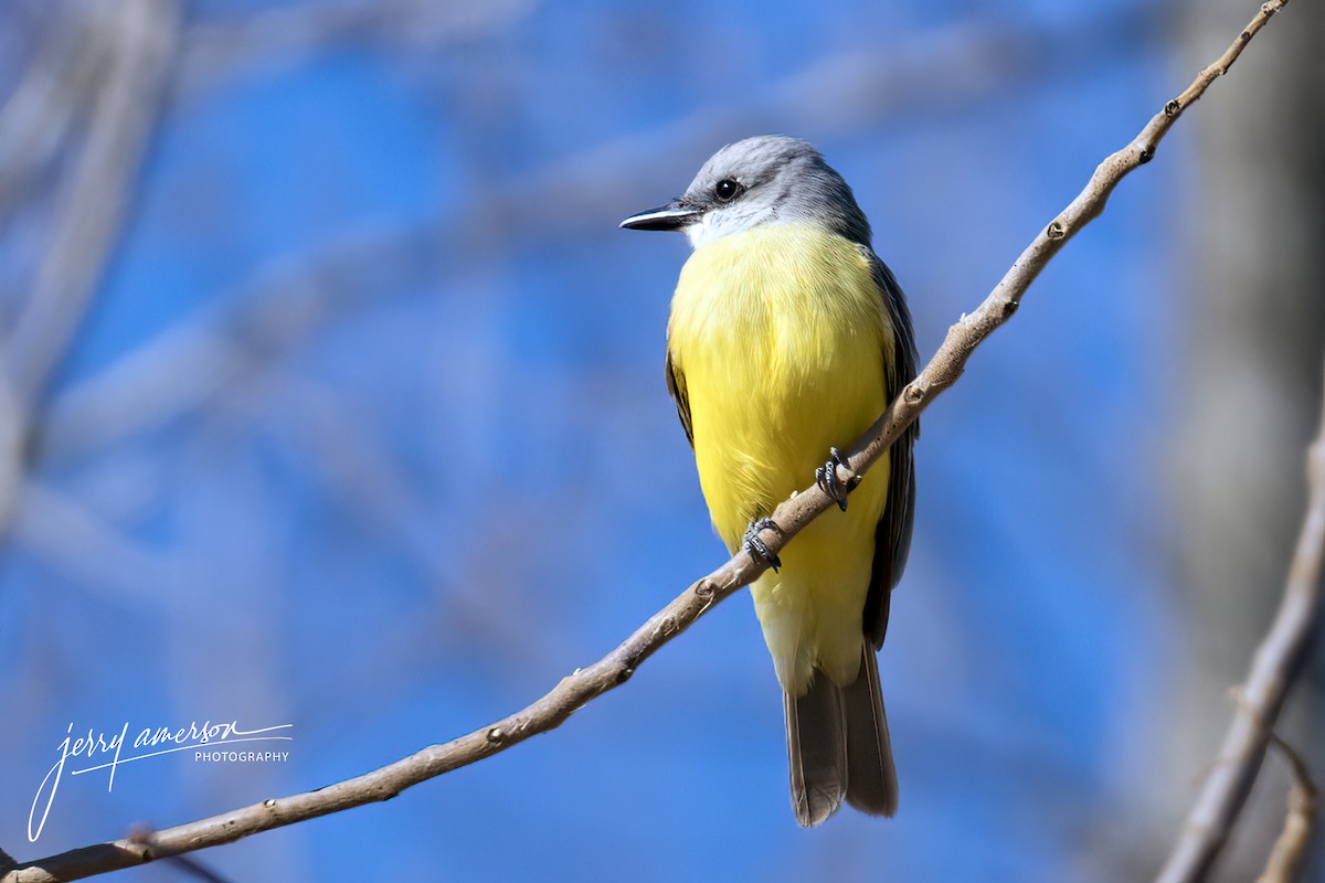 Couch's Kingbird - jerry amerson