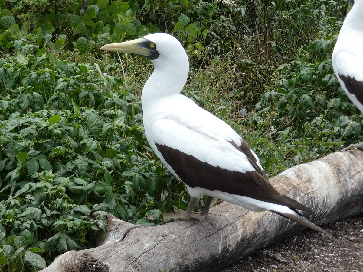 Masked Booby - ML613140790