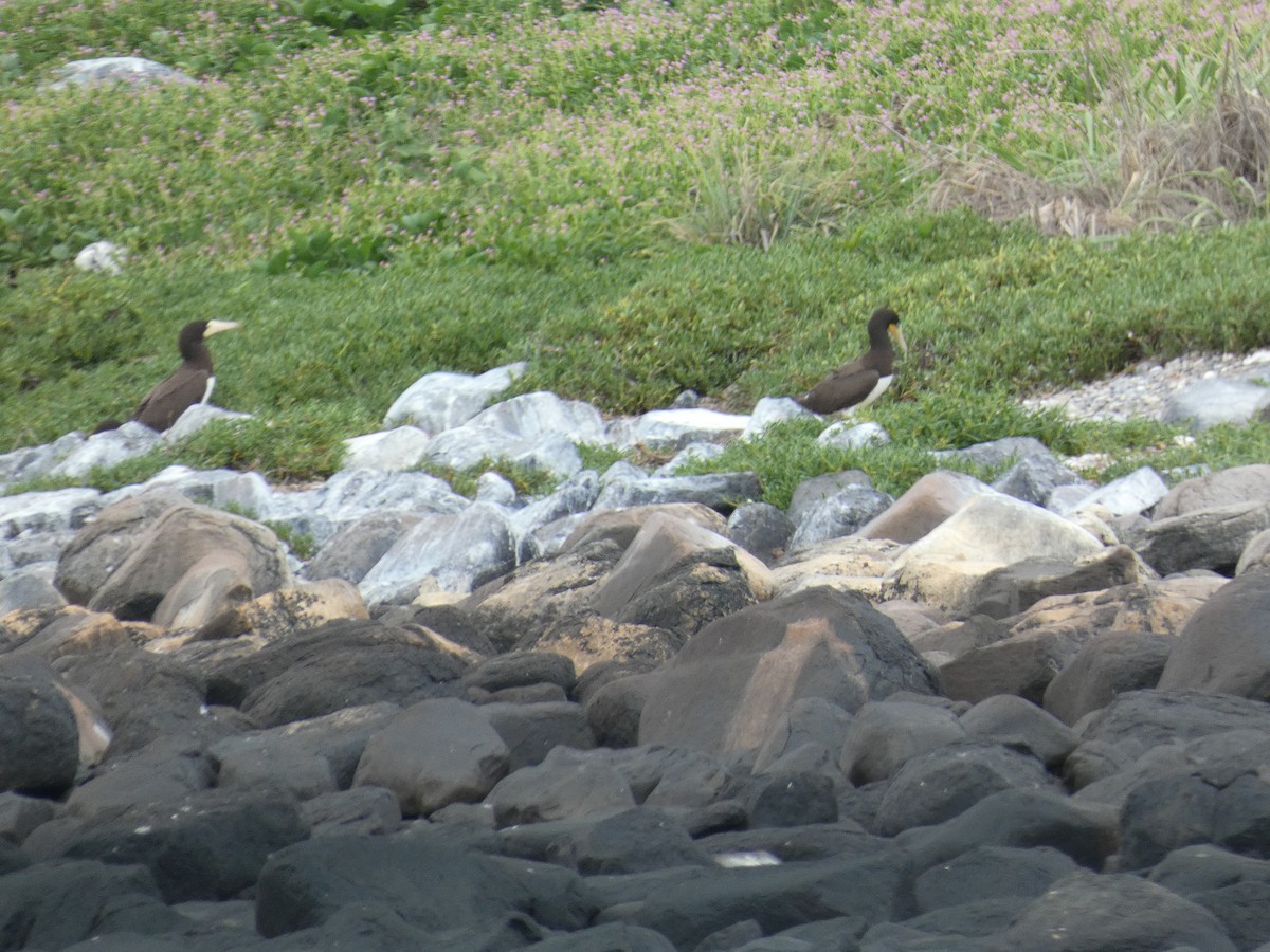 Brown Booby - ML613140812