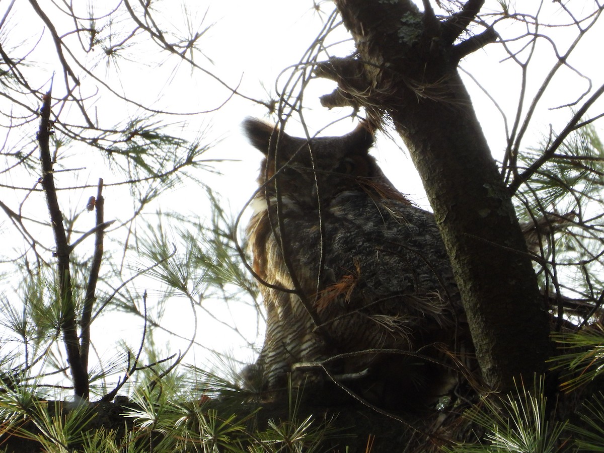 Great Horned Owl - ML613141085