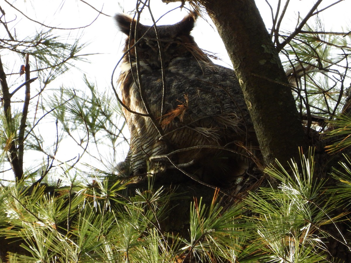Great Horned Owl - ML613141086