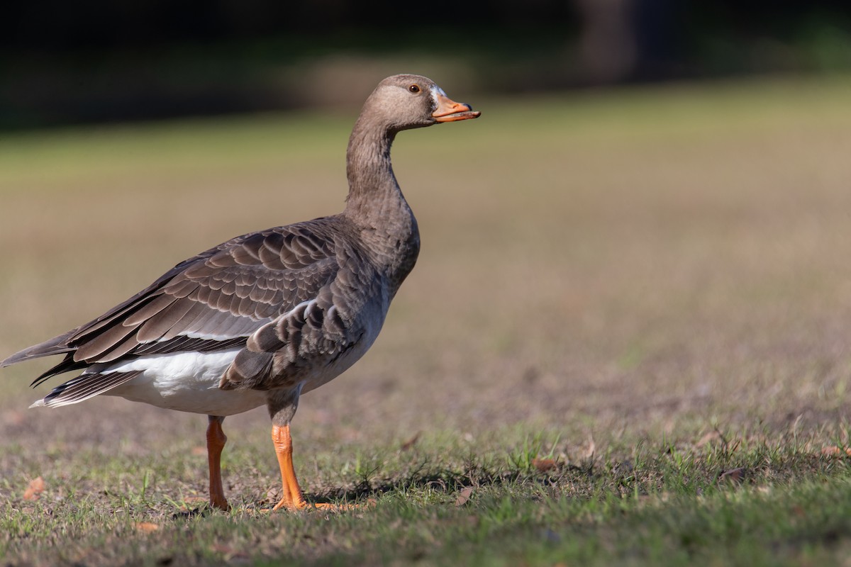 Greater White-fronted Goose - ML613141203