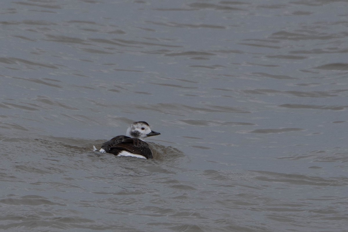 Long-tailed Duck - ML613141656