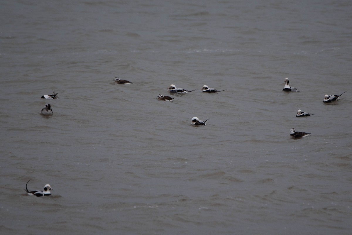 Long-tailed Duck - ML613141662