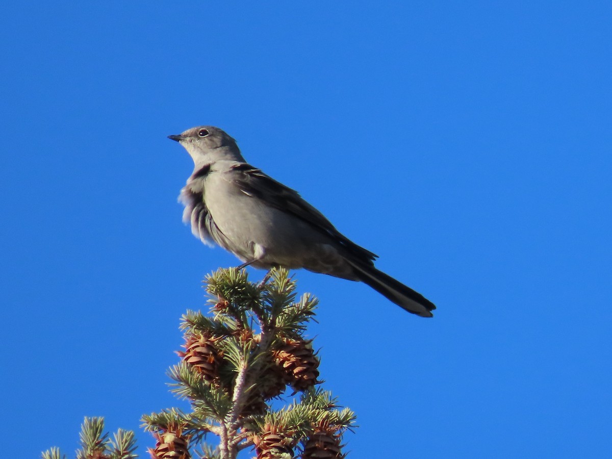 Townsend's Solitaire - ML613141856