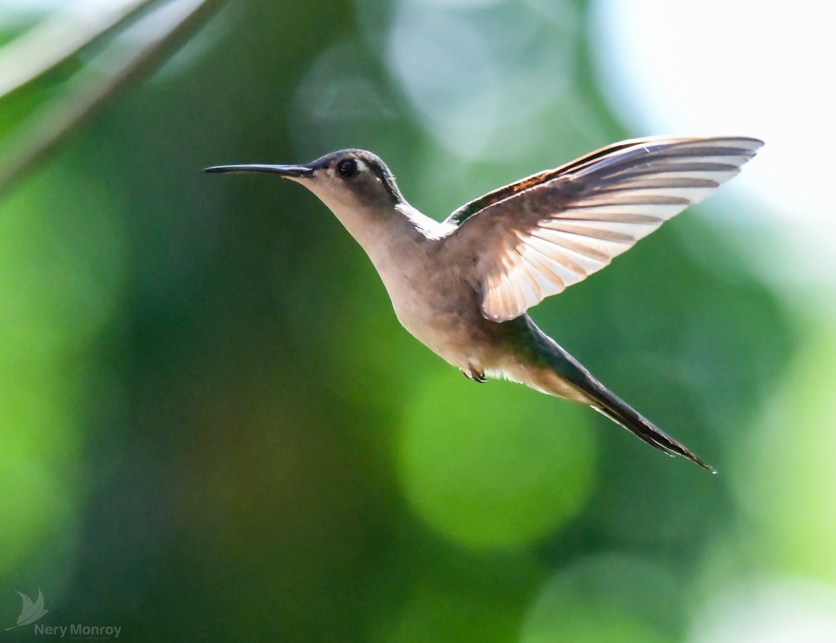 kolibřík klínoocasý - ML613141876