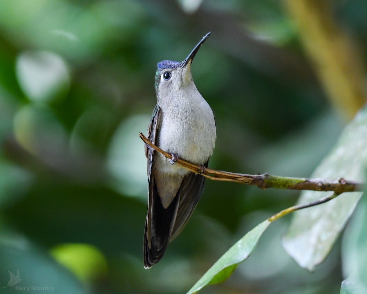 kolibřík klínoocasý - ML613141896