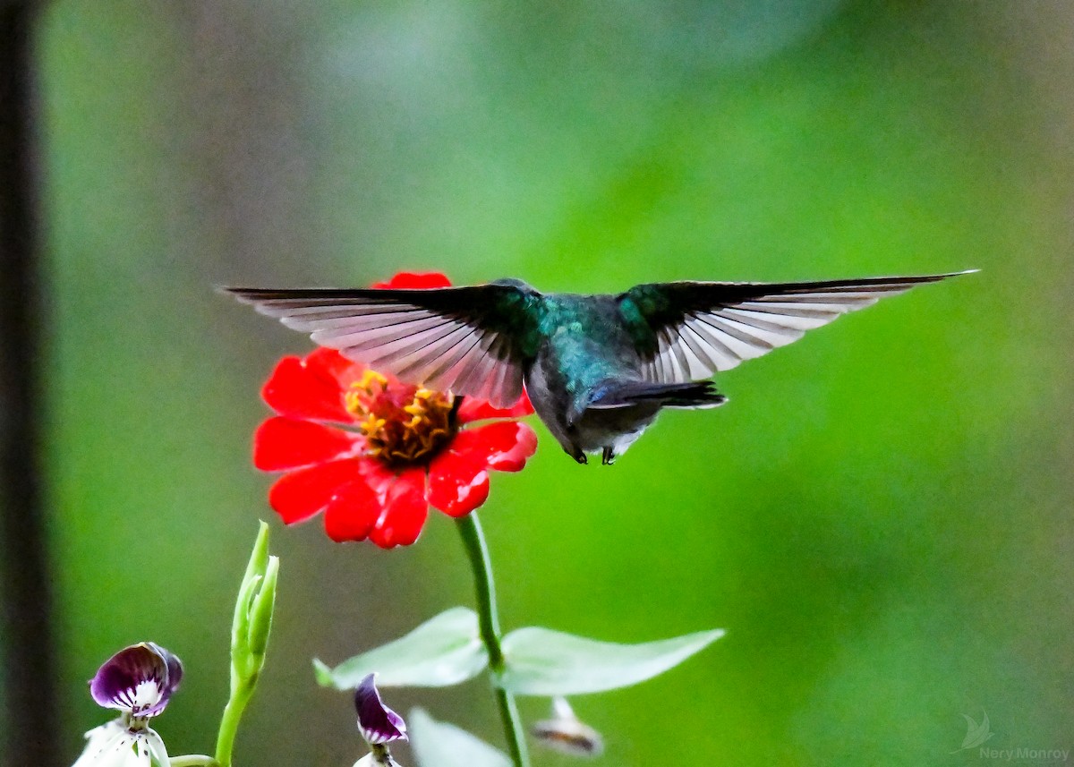 kolibřík klínoocasý - ML613141897