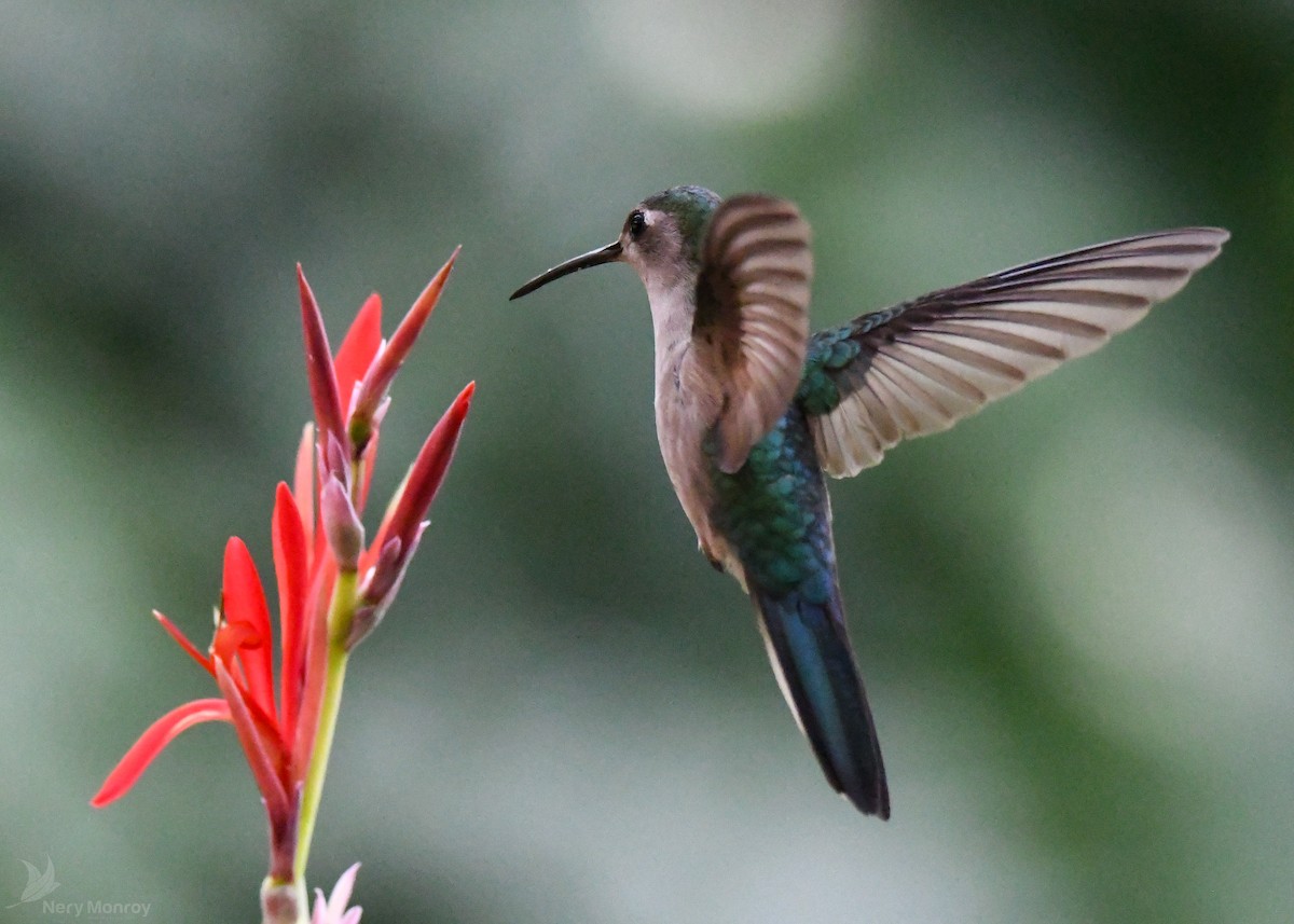 kolibřík klínoocasý - ML613141898