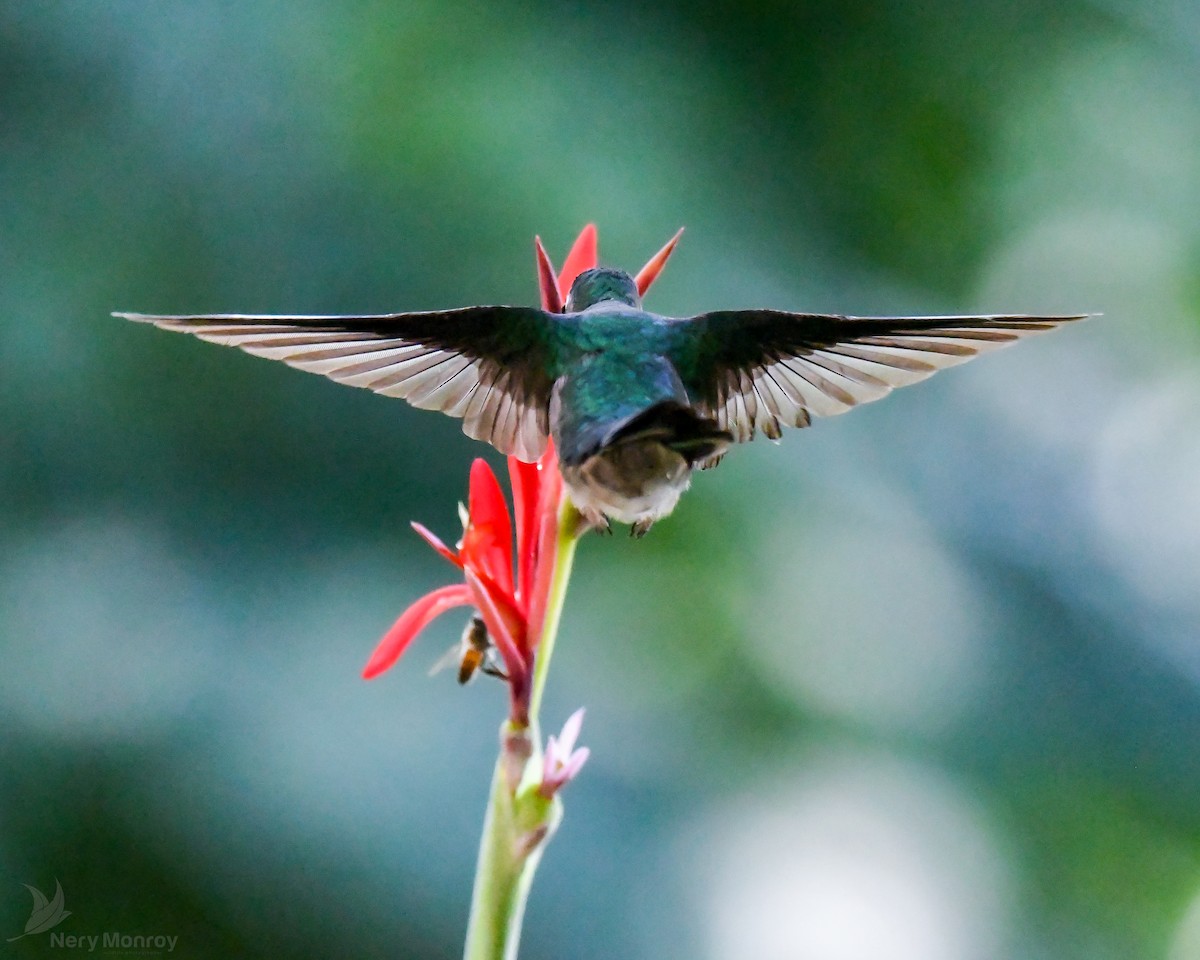 kolibřík klínoocasý - ML613141899
