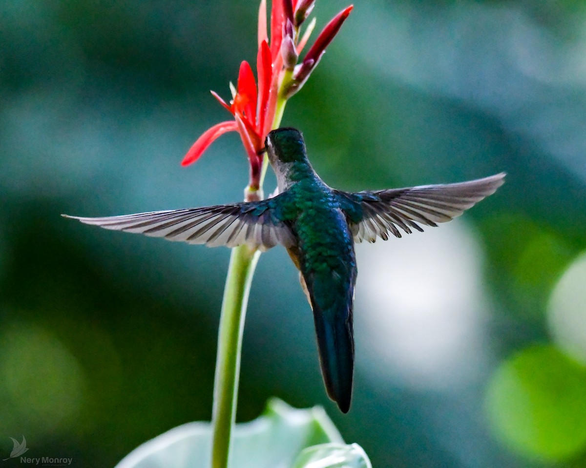kolibřík klínoocasý - ML613141900