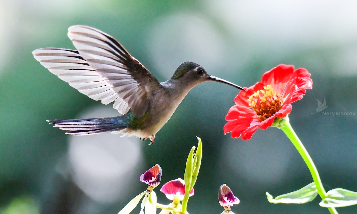 kolibřík klínoocasý - ML613141901