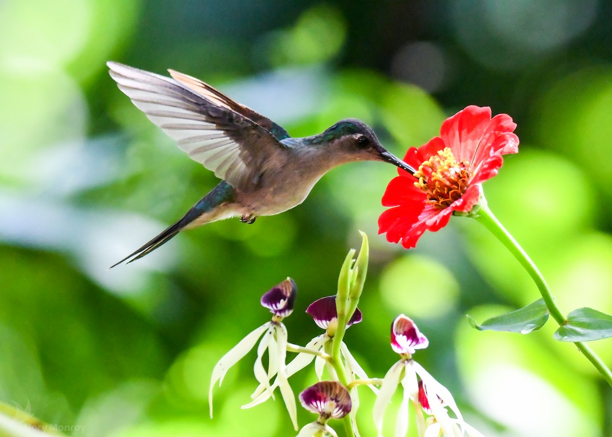 kolibřík klínoocasý - ML613141902