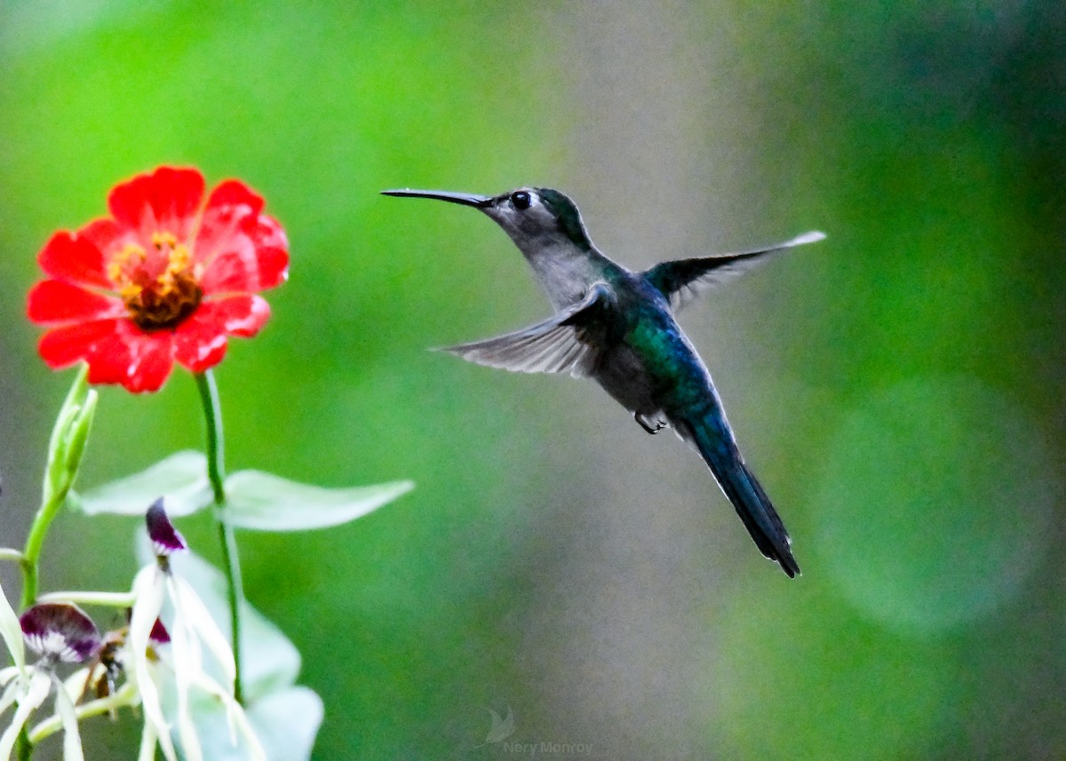 kolibřík klínoocasý - ML613141903