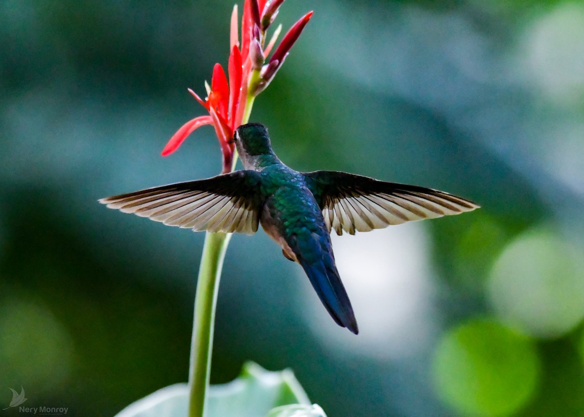 kolibřík klínoocasý - ML613141904