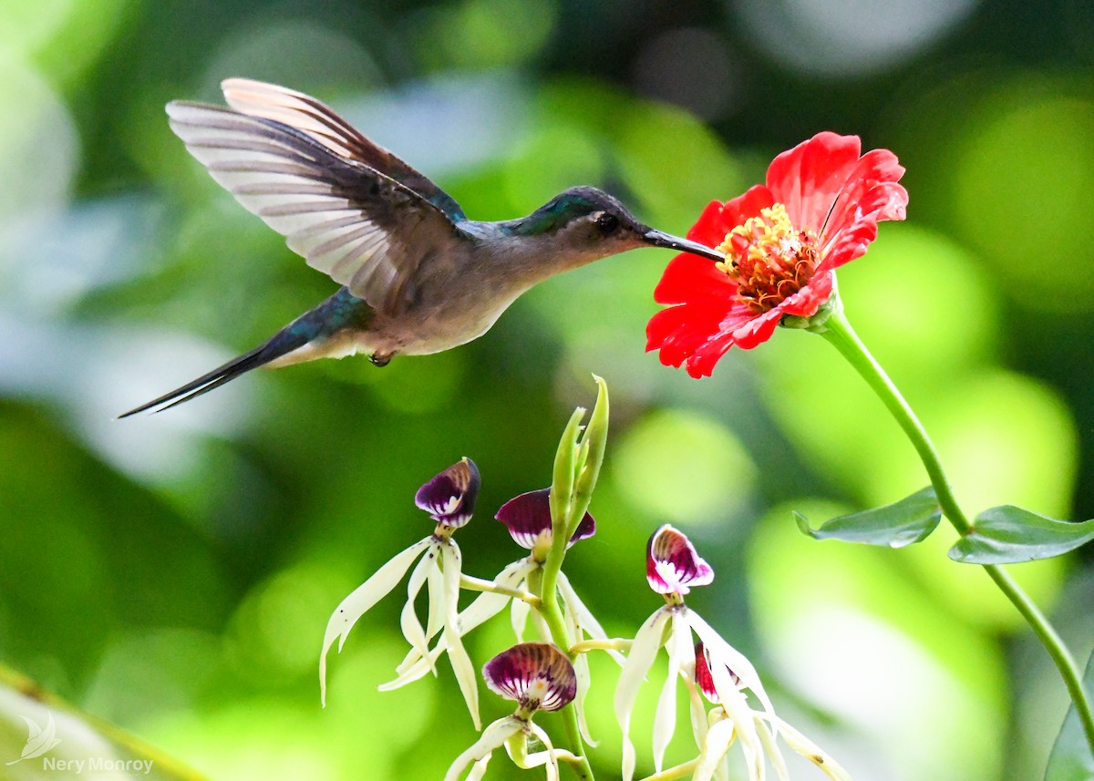 kolibřík klínoocasý - ML613141917