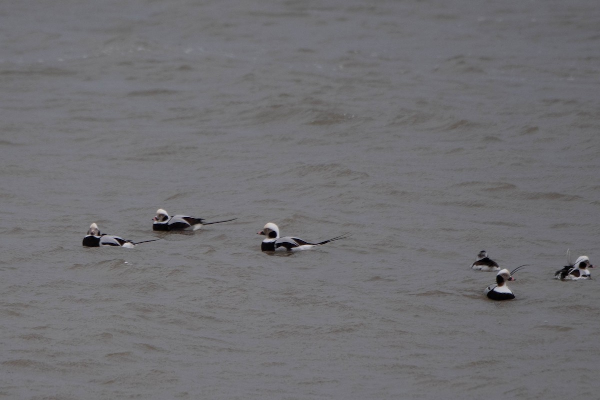 Long-tailed Duck - ML613141931