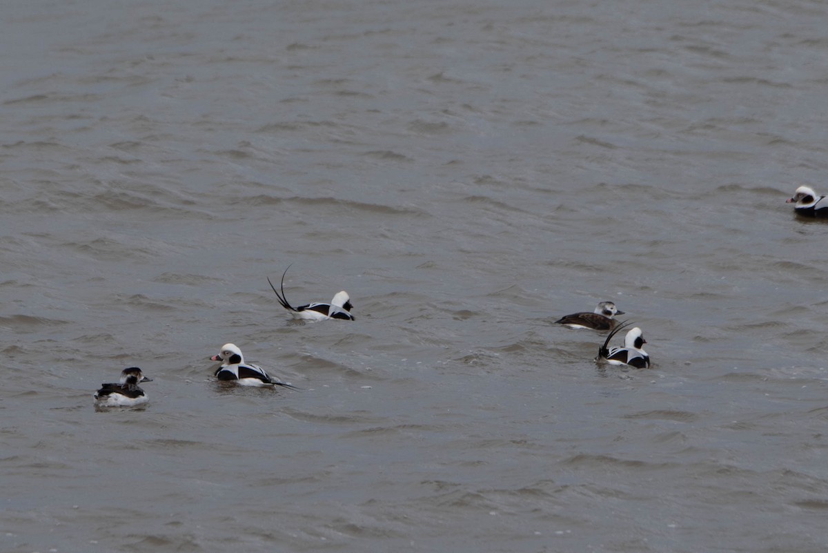 Long-tailed Duck - Andrea Heine